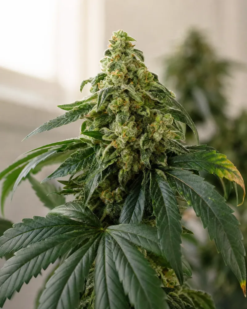 OG Kush