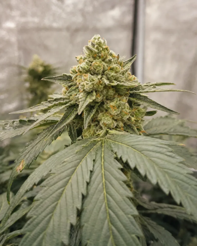 OG Kush Autoflower
