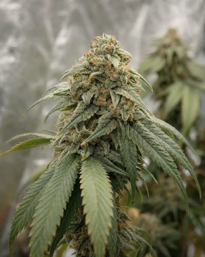Moonshine Cookies