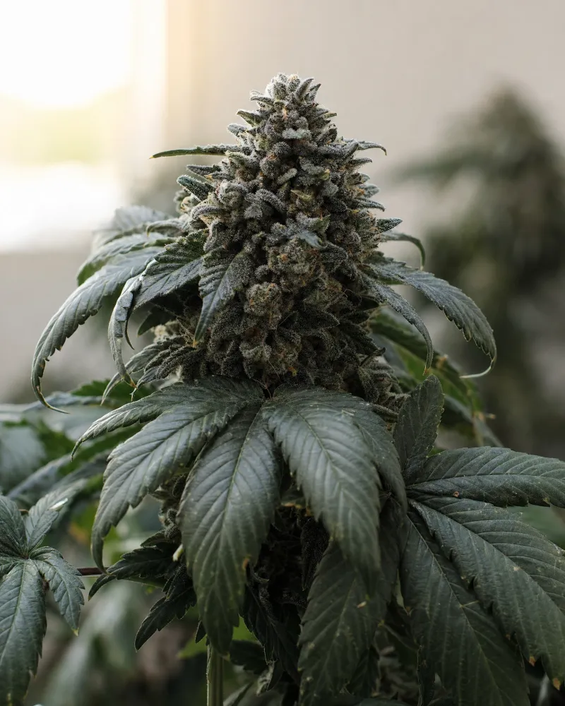 Black Domina
