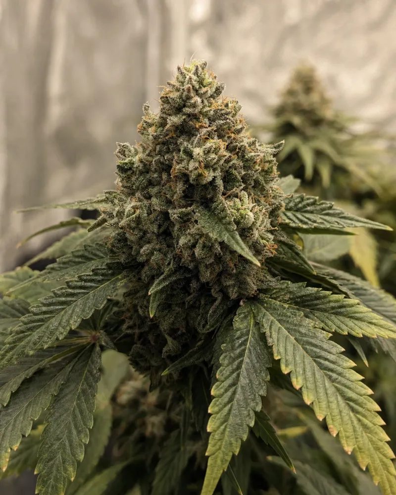 Master Kush