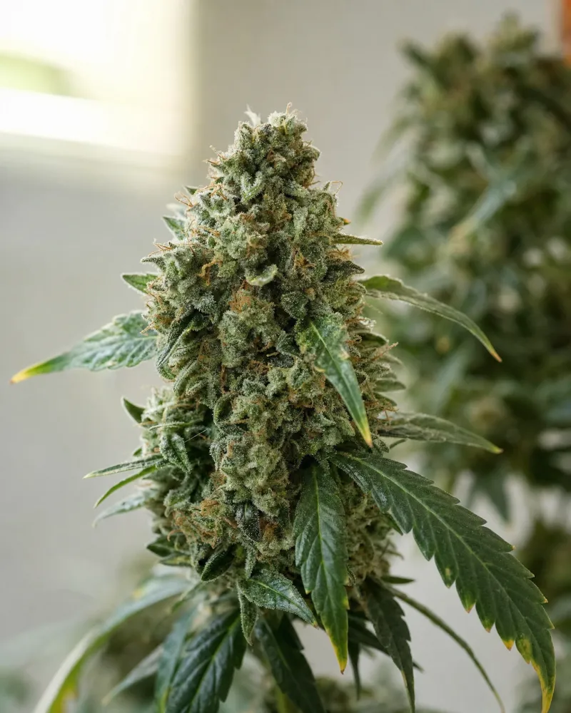 Chemdawg