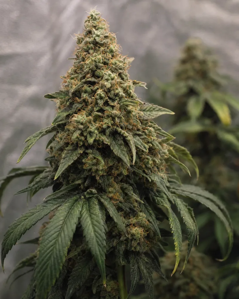 Critical Mass
