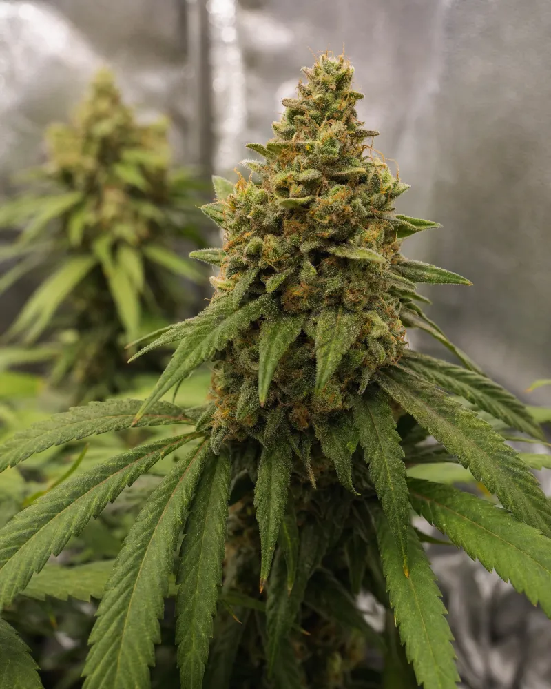 Early Skunk
