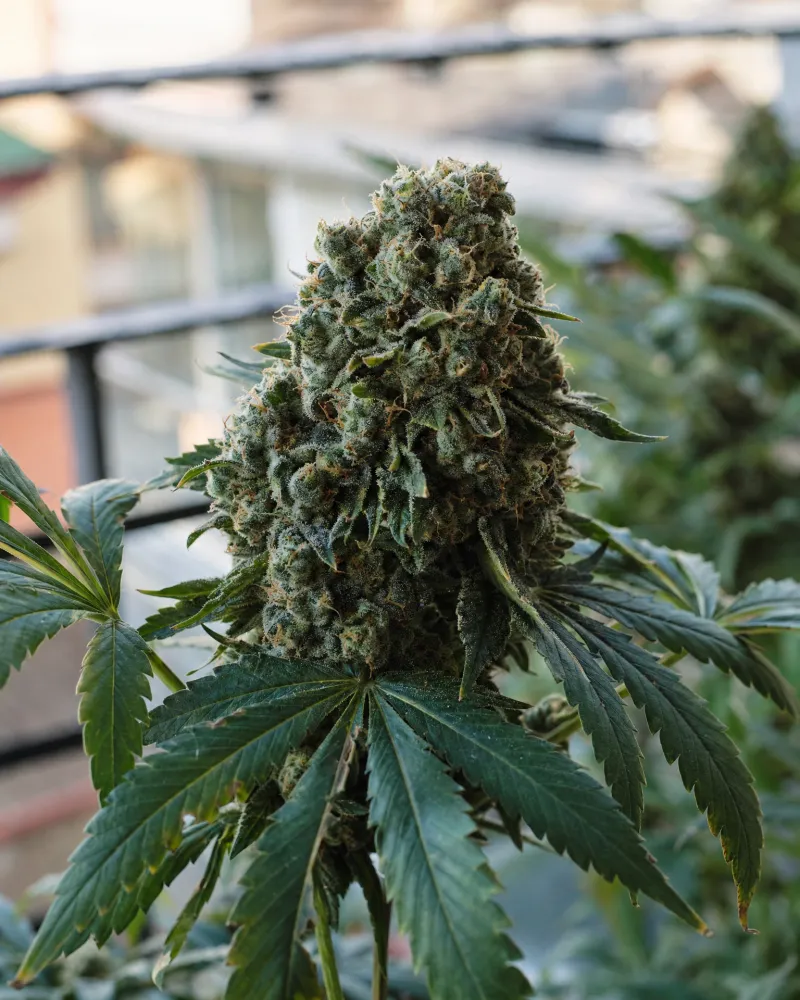 Blue Cheese