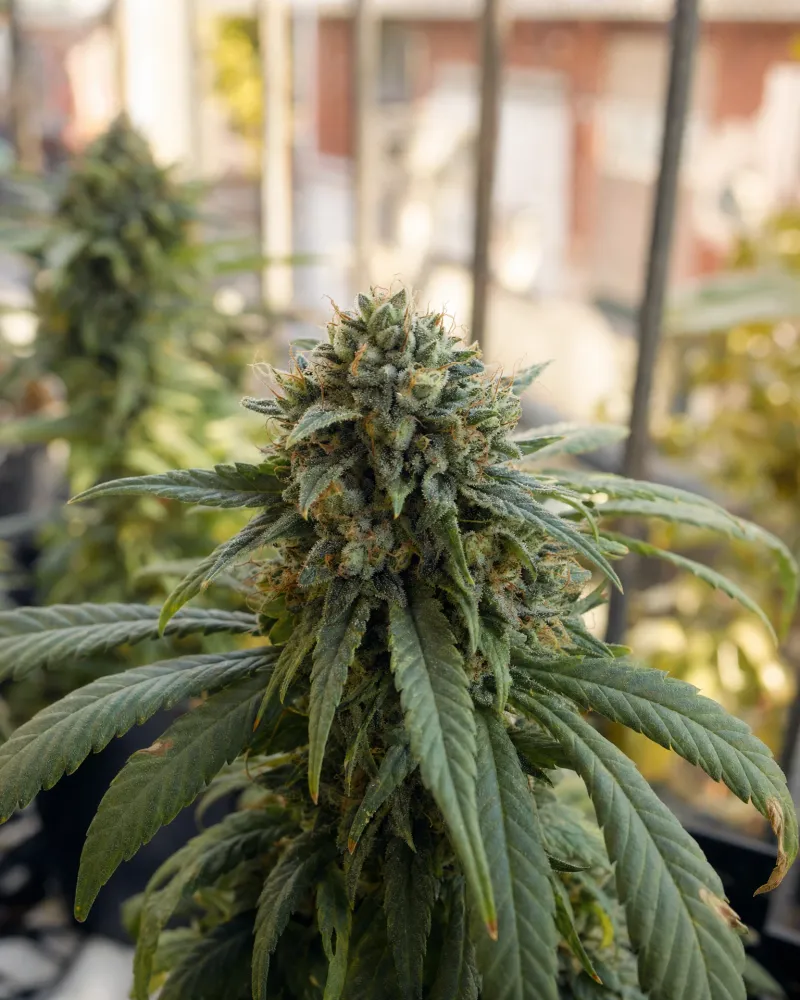 Blue Cheese Autoflower