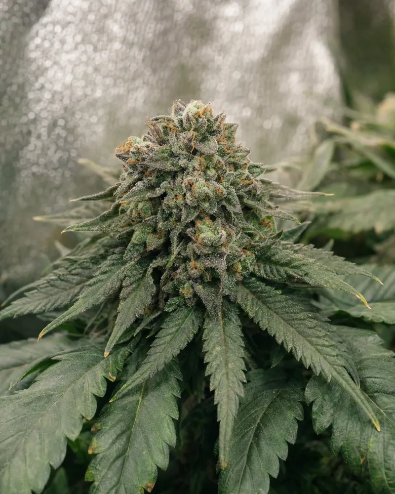 Skywalker OG Autoflower