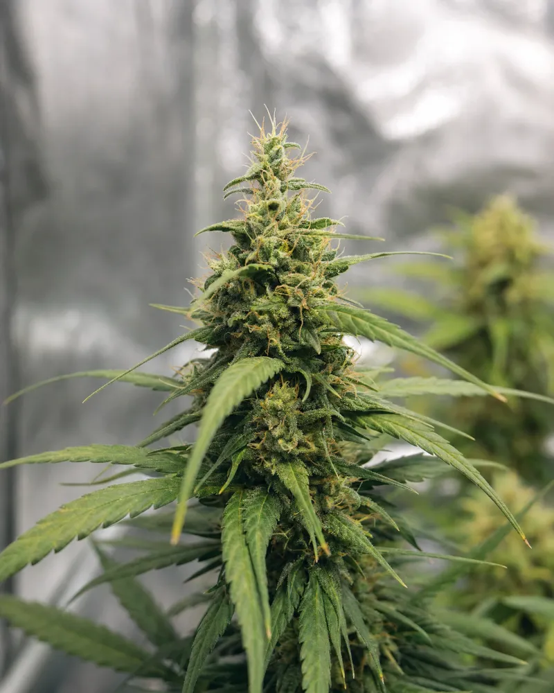 Acapulco Gold Autoflower