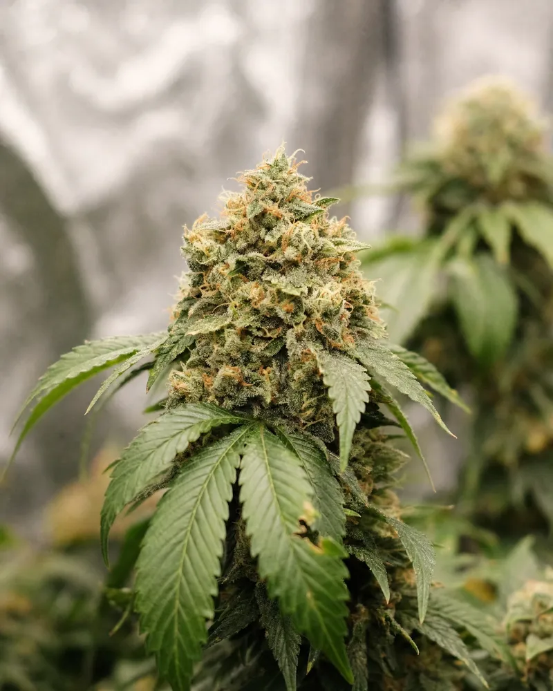 Moonshine Cookies Autoflower