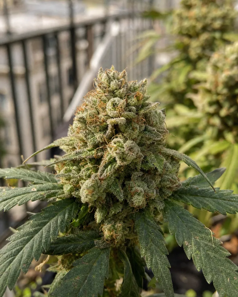 Strawberry Banana Autoflower