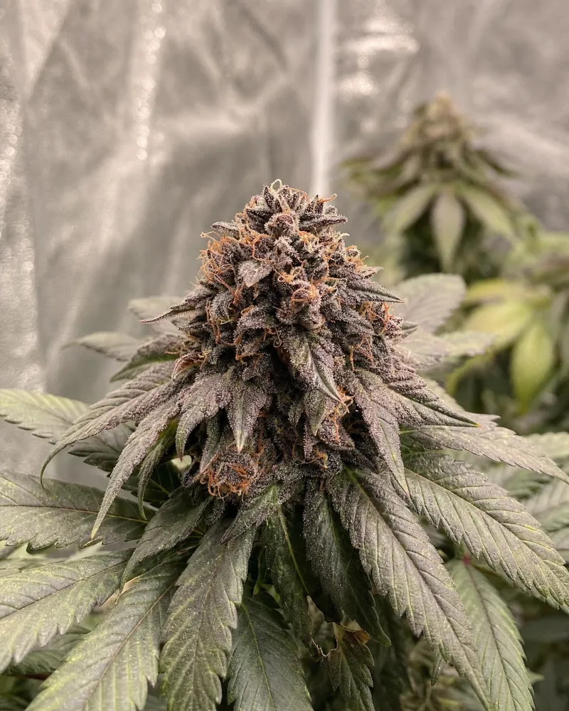 Dark Devil Autoflower
