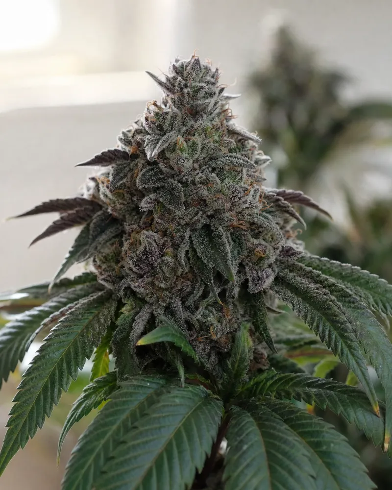 Slurricane