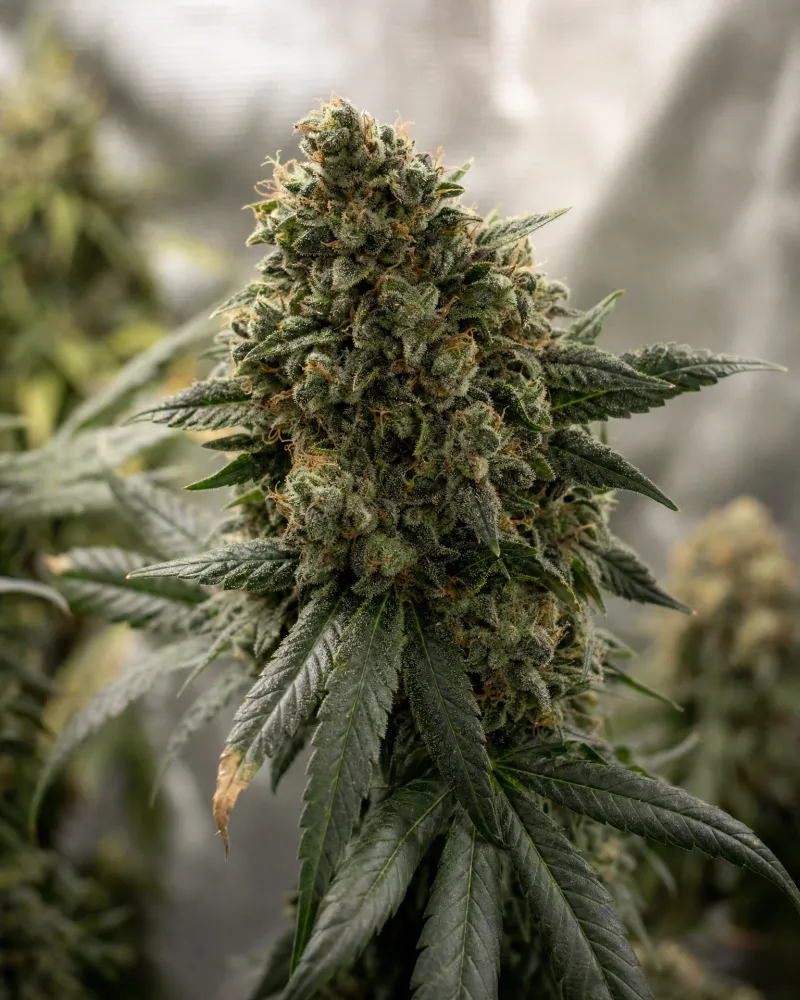 Grease Monkey