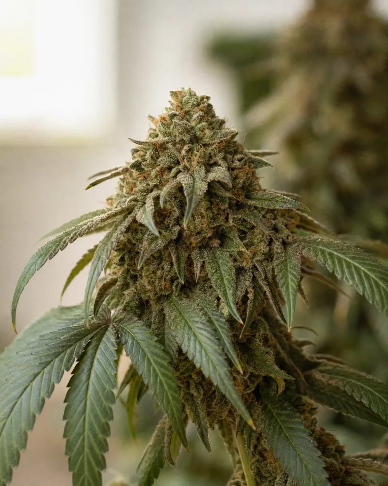 Peanut Butter Breath