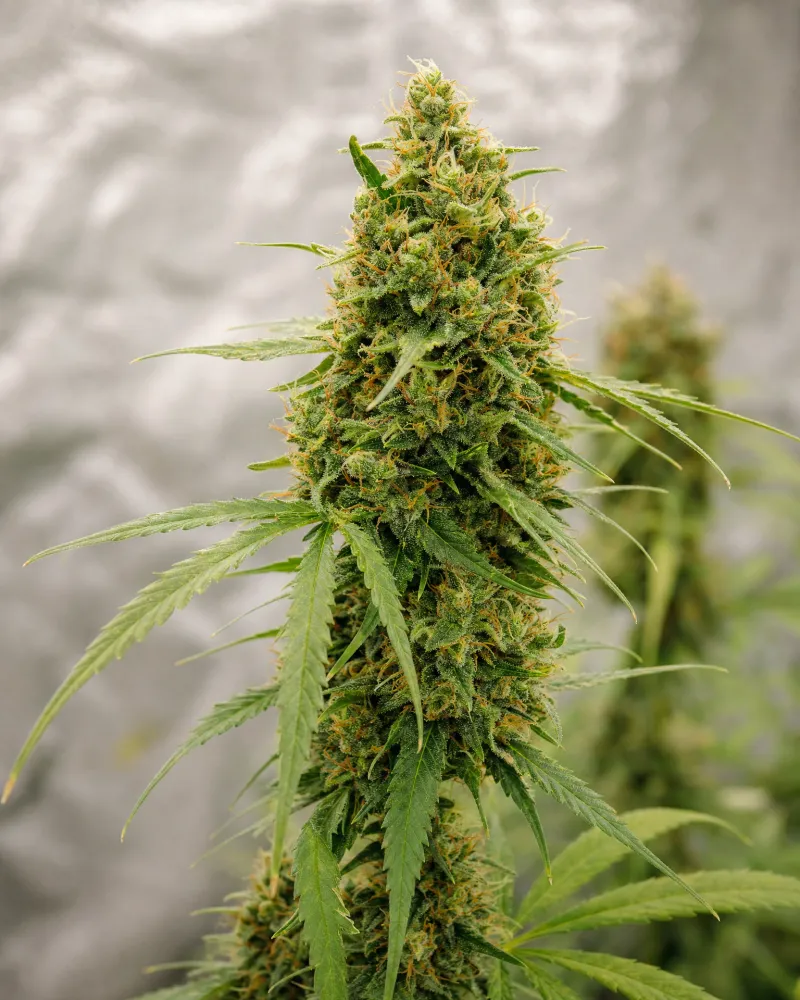Green Crack