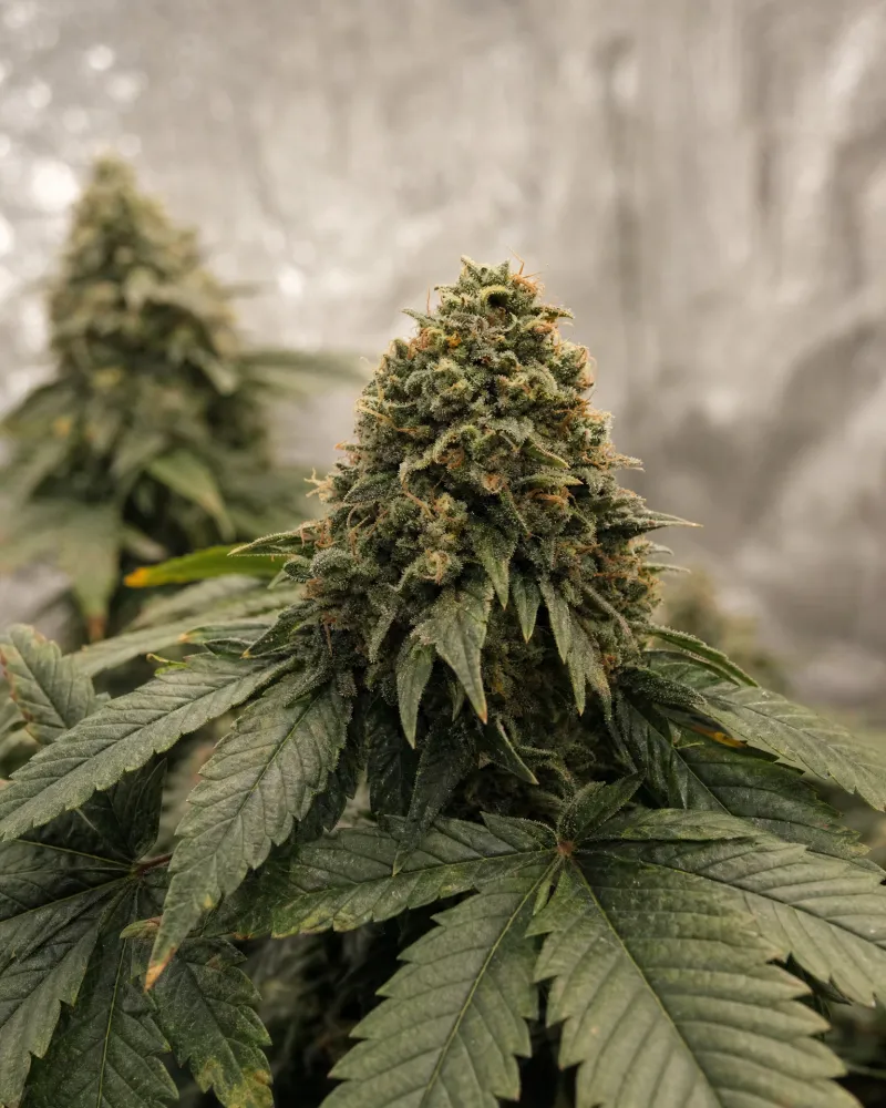 Trans Siberian Autoflower