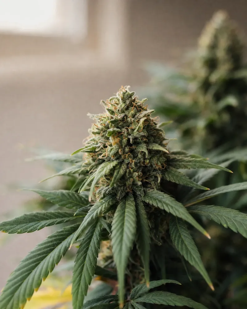 Somango Autoflower