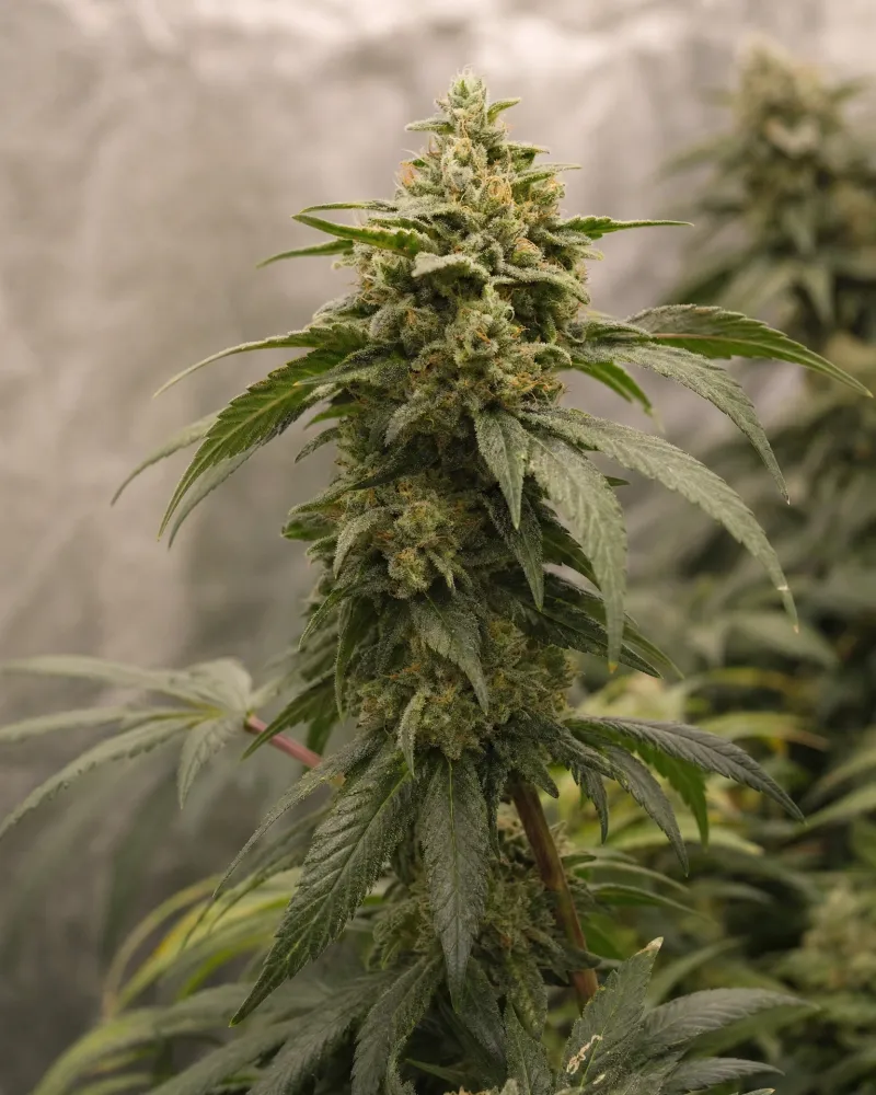 Solomatic CBD