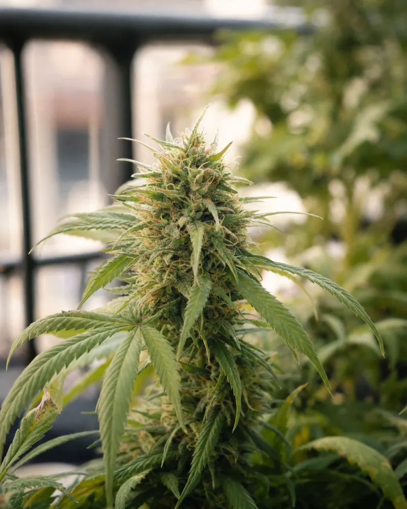 Dinamed CBD Autoflower