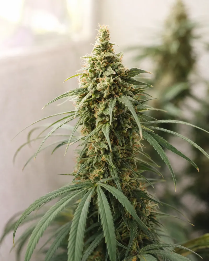 Amnesia CBD