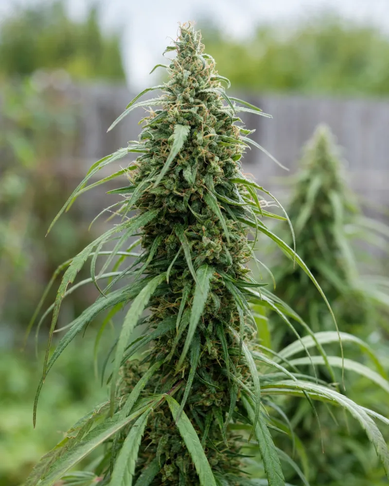 Amnesia CBD Fast Version