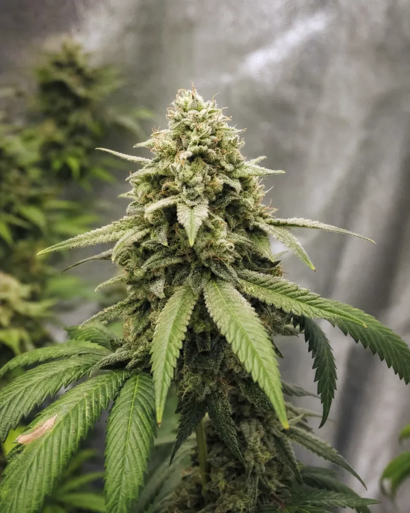 CBG Soul 15%