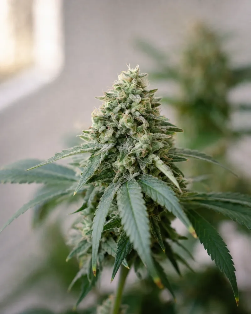 CBG Origin 12,7%