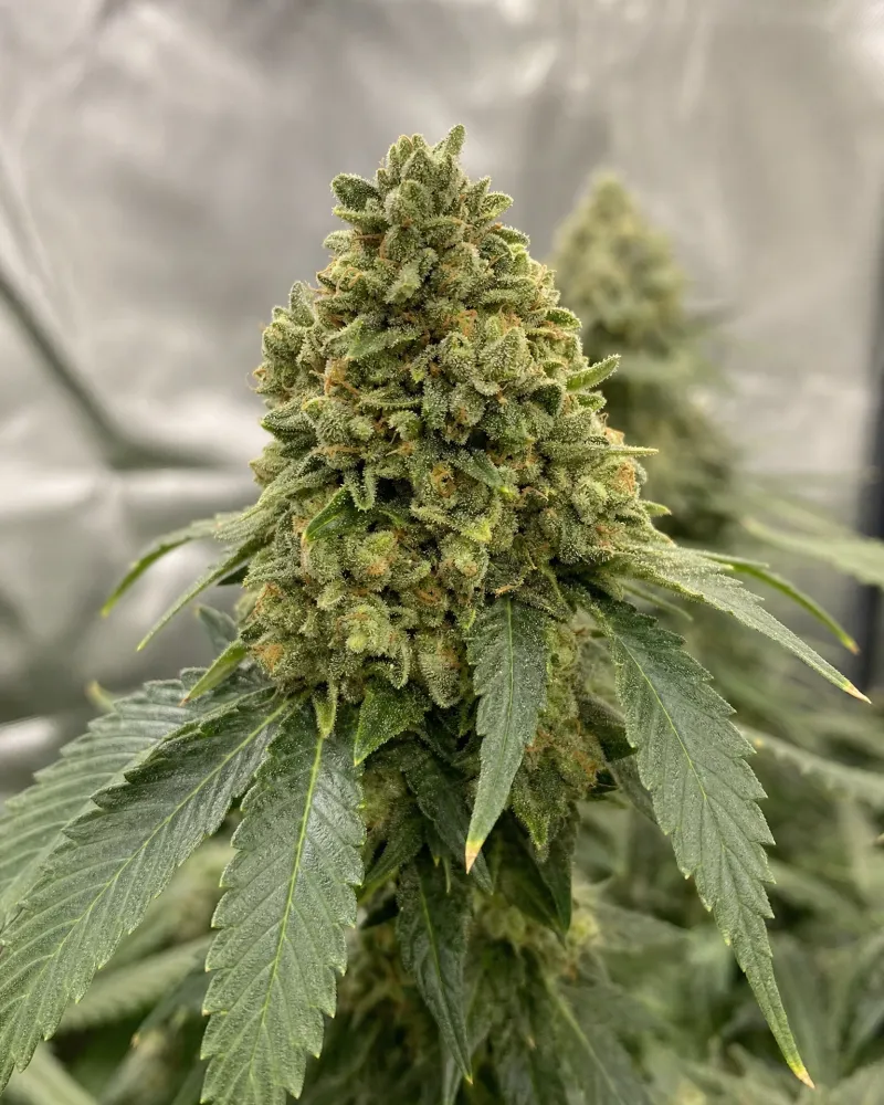 OG Kush Triploid