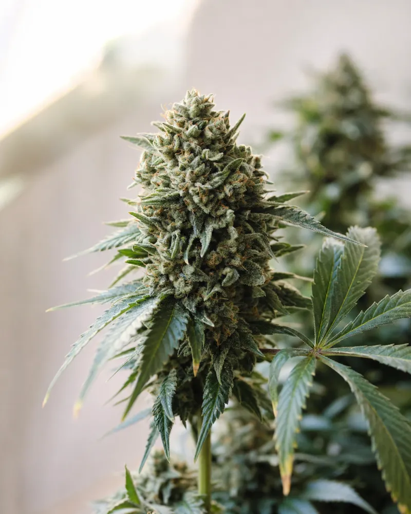 Gorilla Candy Triploid