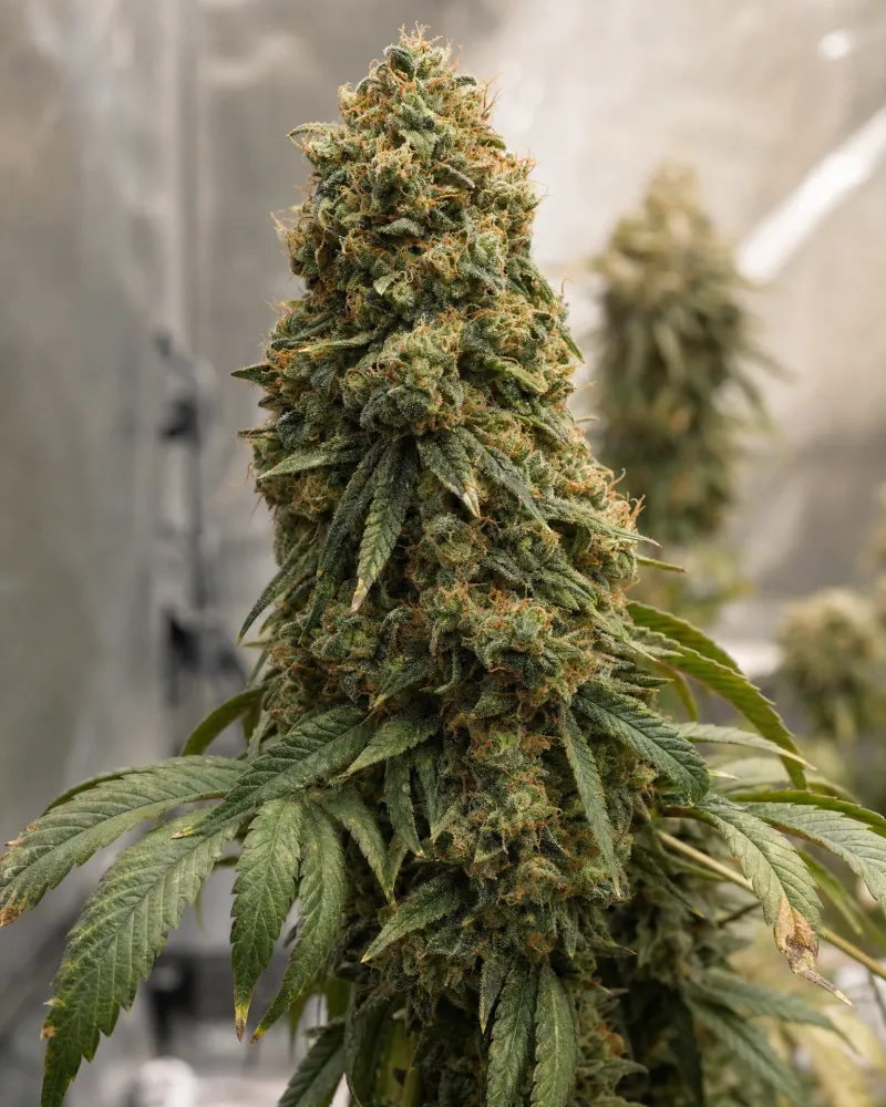 Big Bud