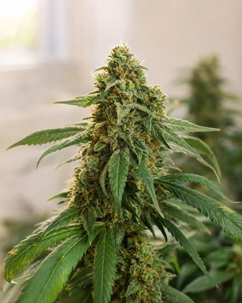 Skunk #1 Regular