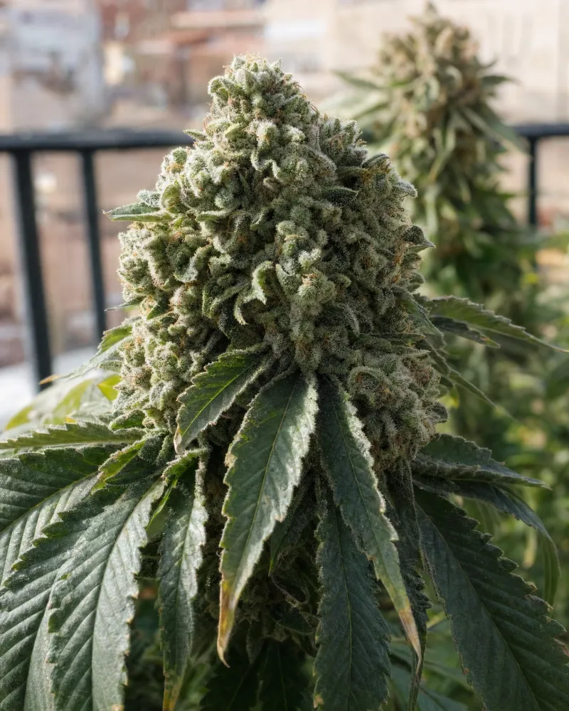 White Widow Regular