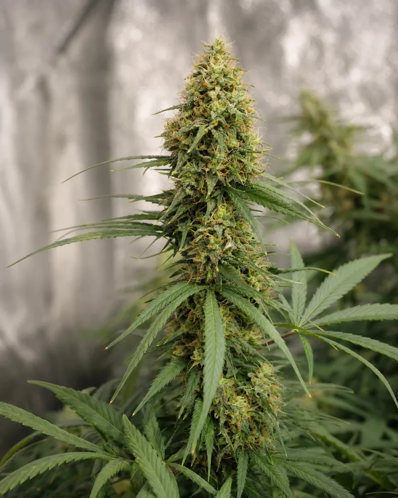 Sour Diesel Regular