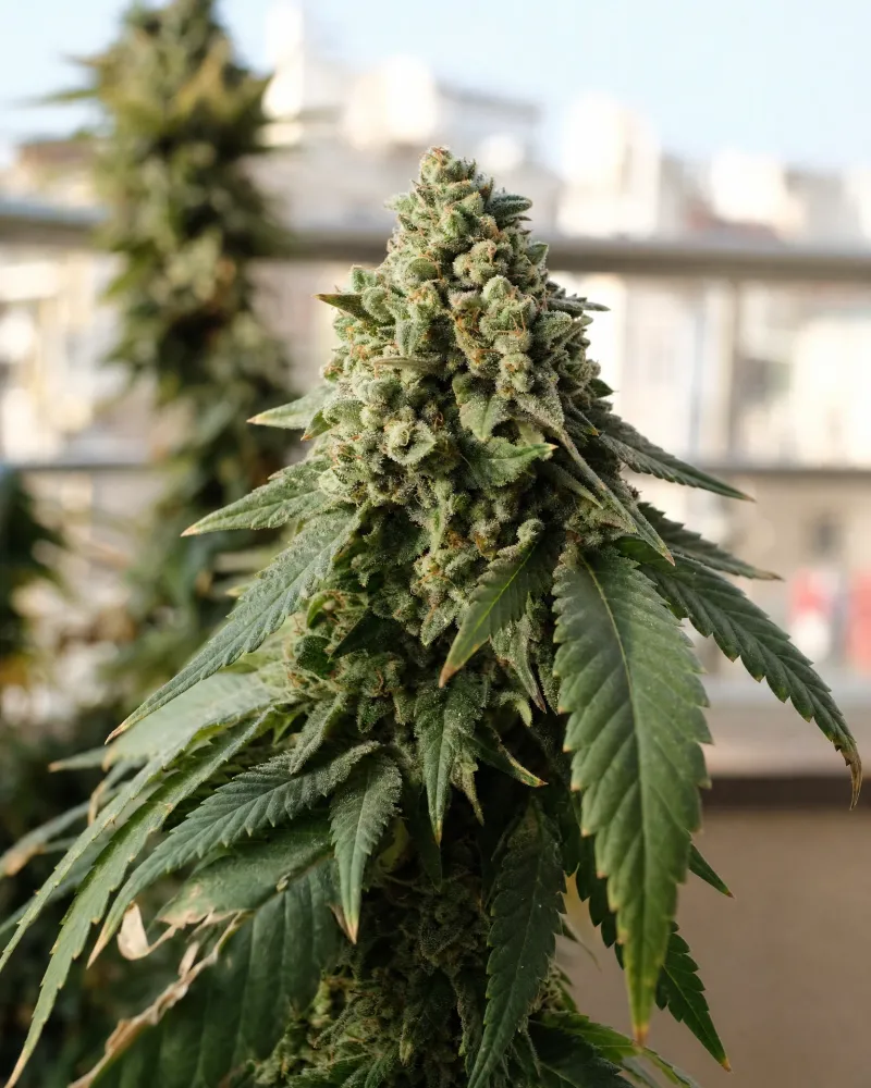 Hindu Kush Regular