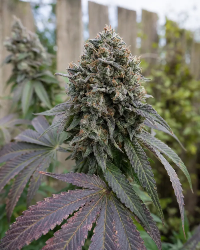 Blueberry Regular