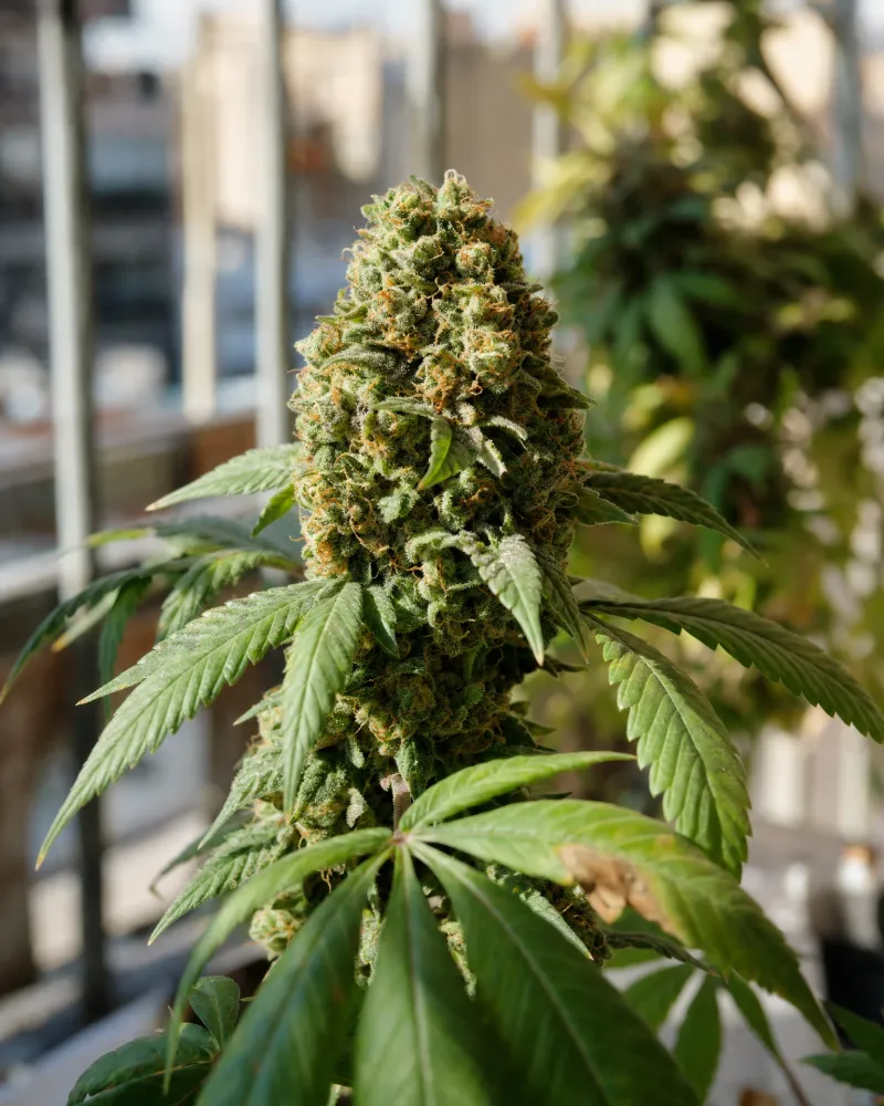 Zeppelin Autoflower