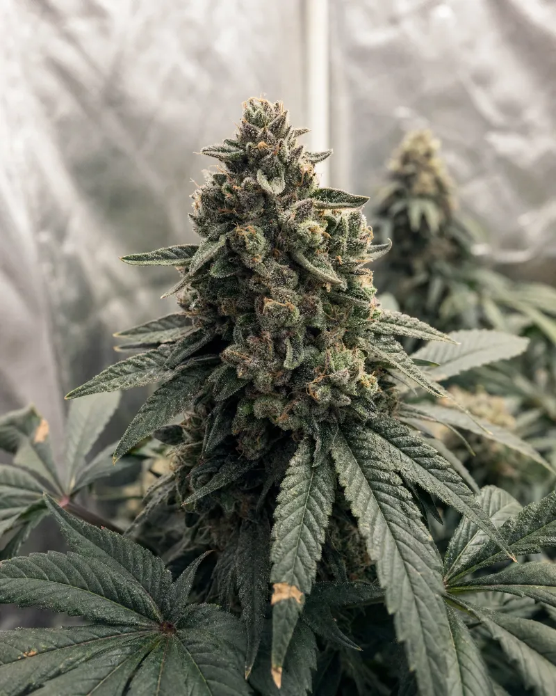 Bubba Kush