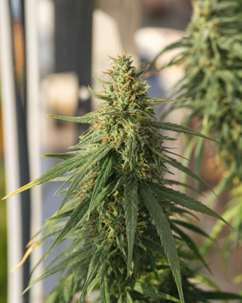 Blue Dream Autoflower