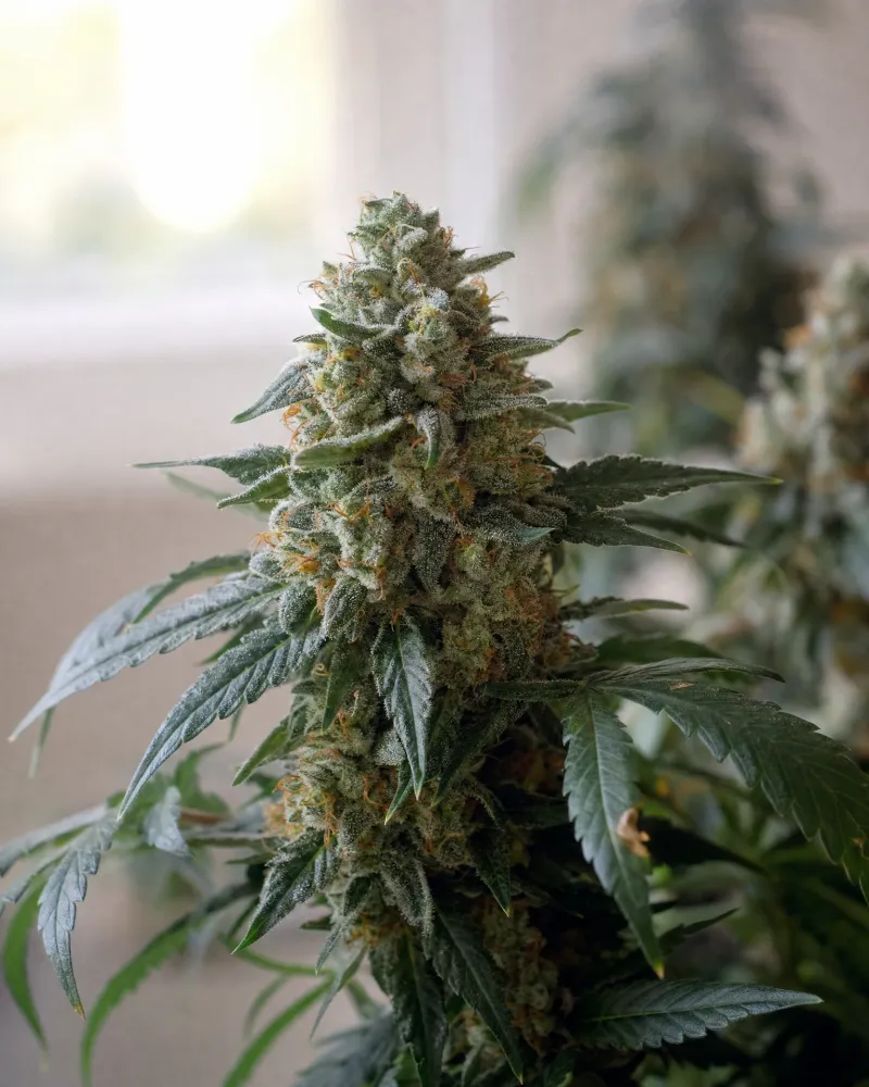 Bruce Banner Autoflower
