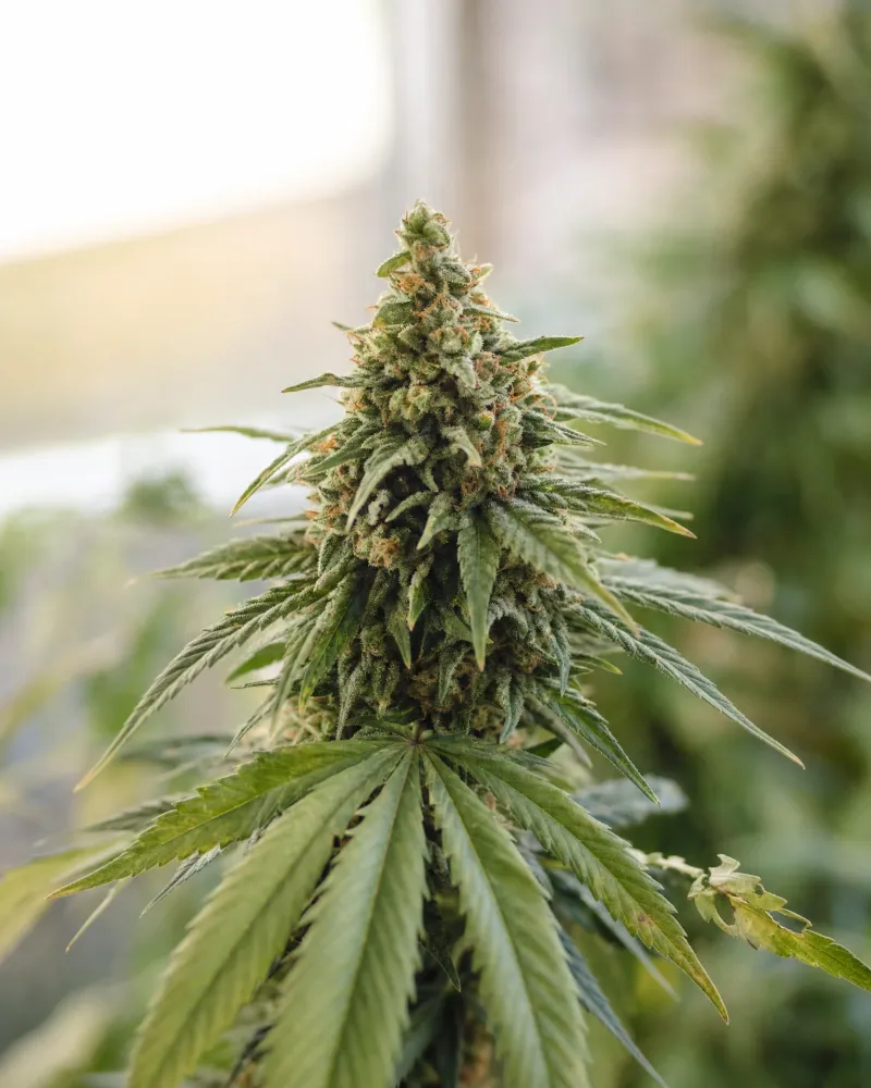 Cannatonic