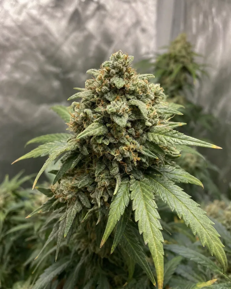 Fat Bastard Autoflower