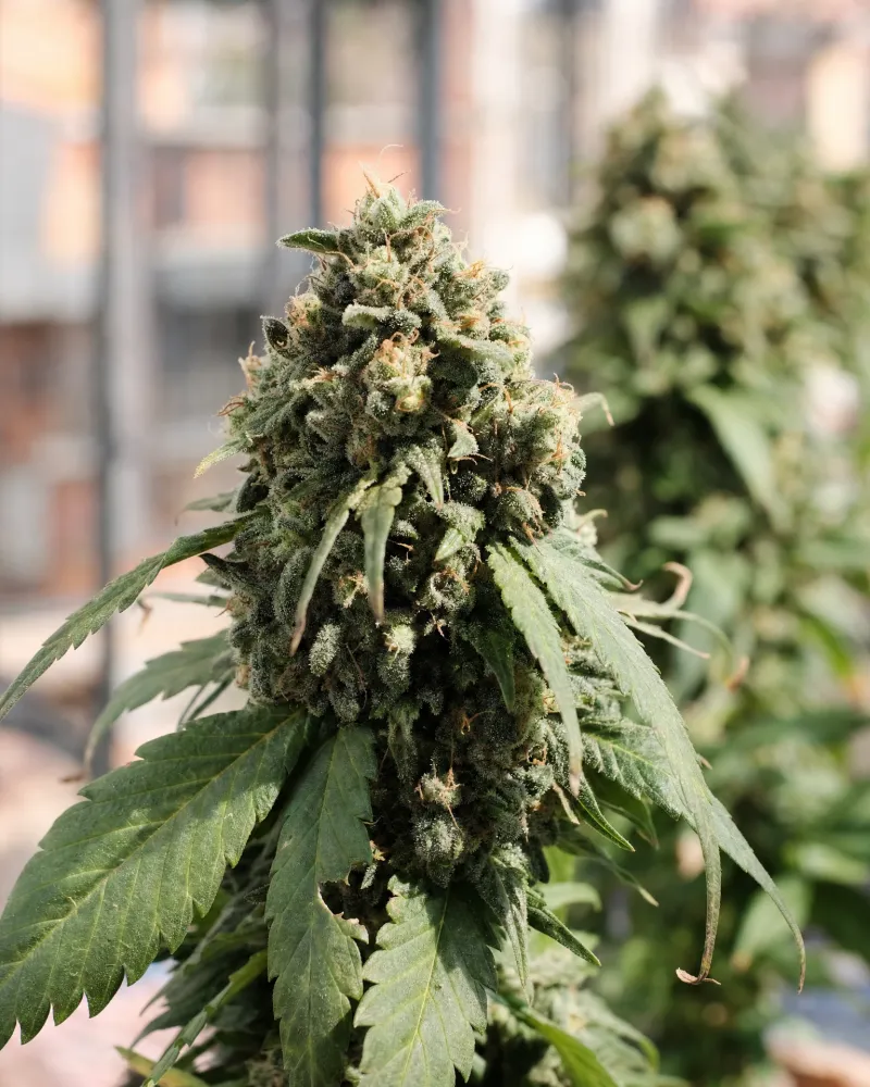 Future #1 Autoflower