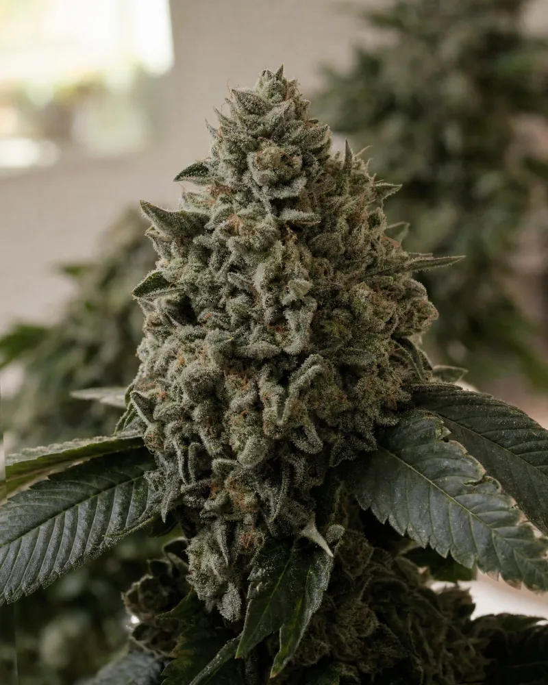 White Widow