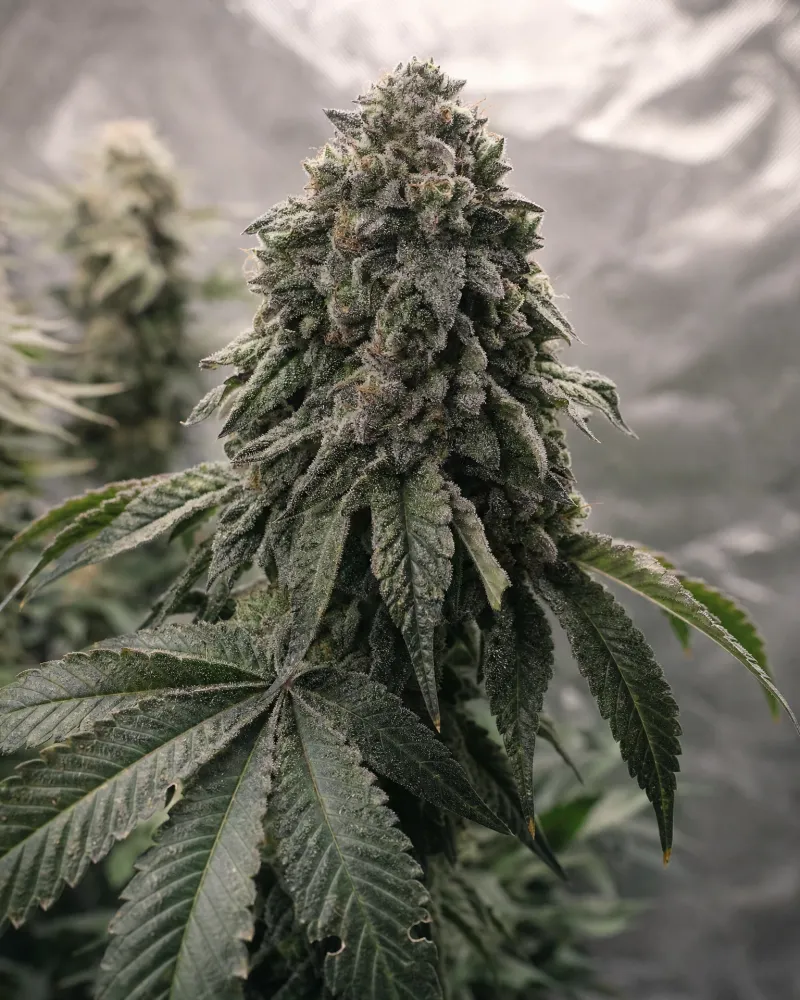 Godfather OG