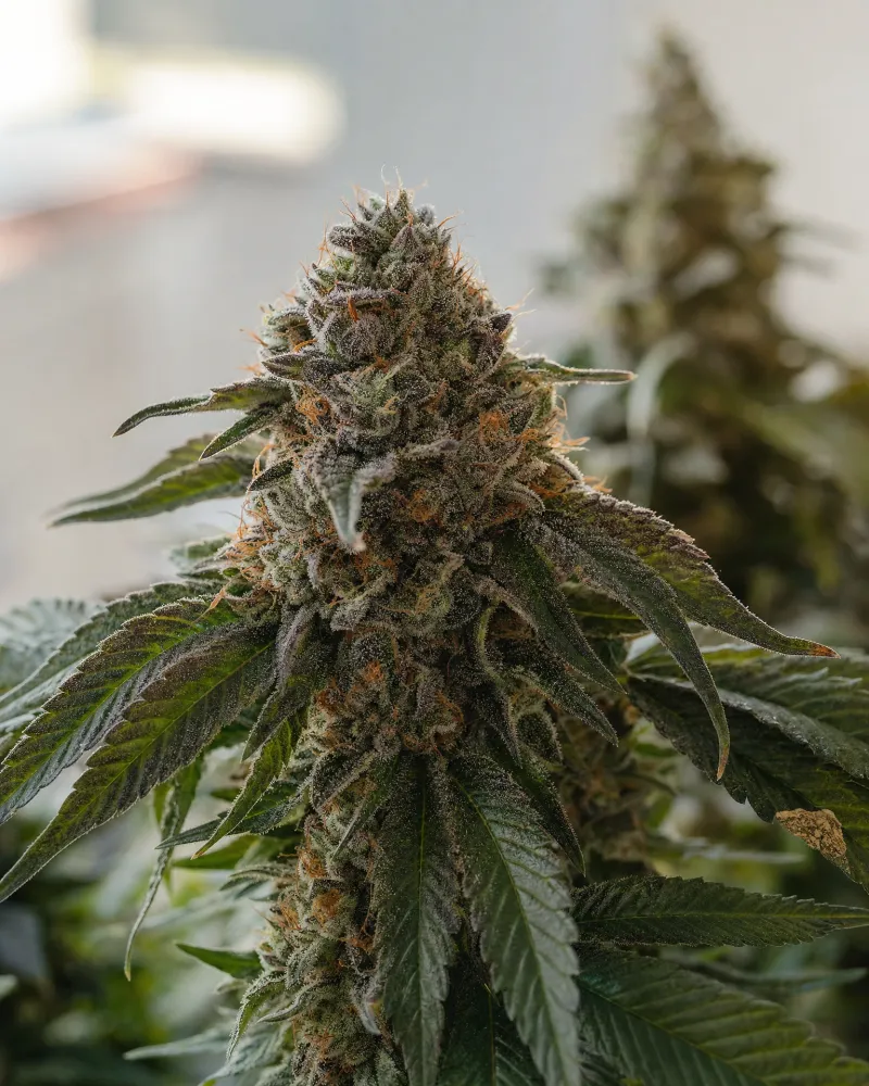 Girl Scout Cookies