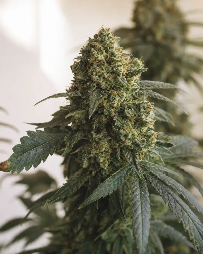 Gorilla Glue #4