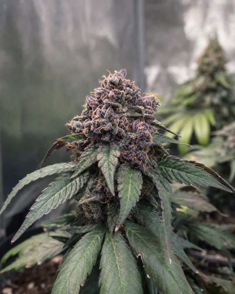 Granddaddy Purple Autoflower