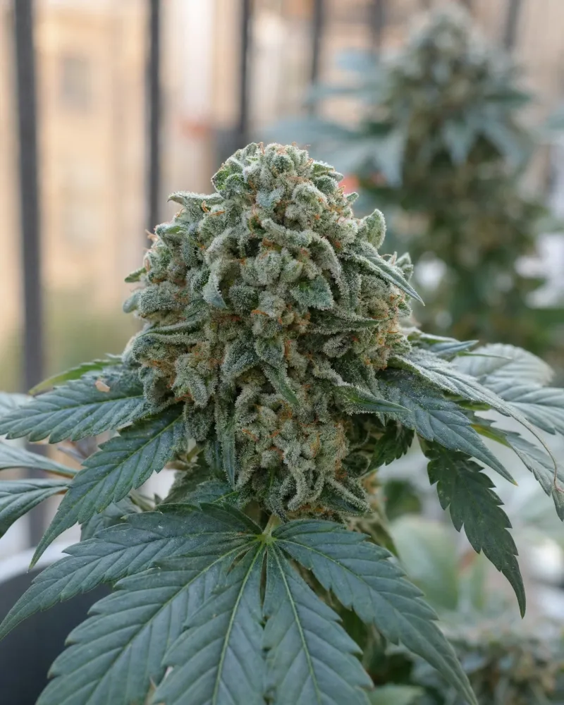 White Widow Autoflower