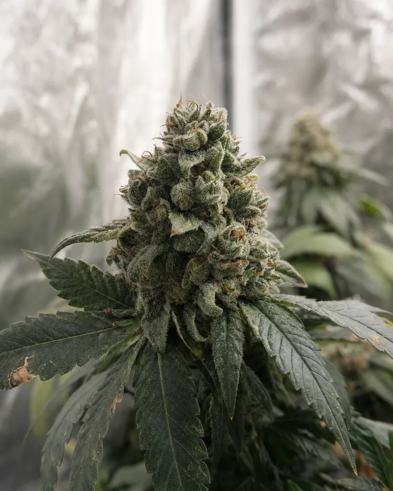 Hindu Kush Autoflower