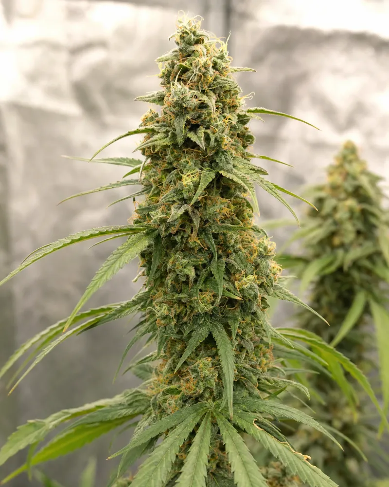 Sour Diesel